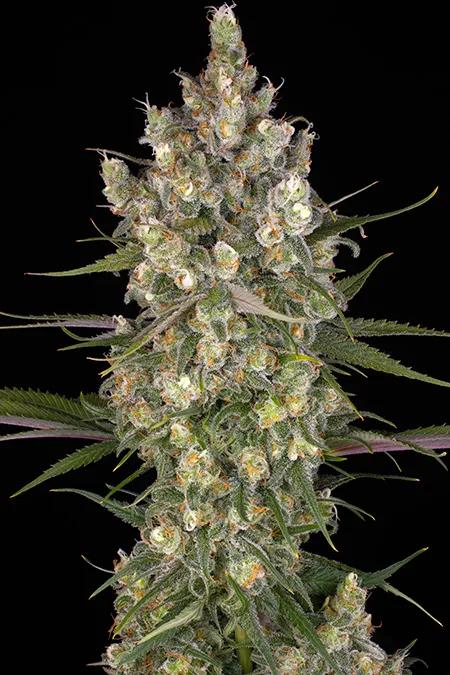 OG Kush: el olor monstruoso de una reina