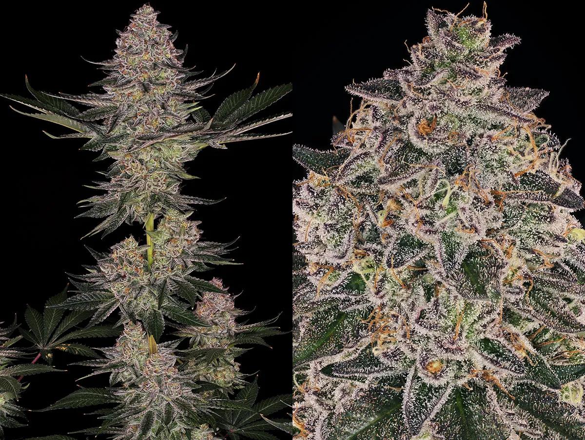 Super Boof protagoniza el espectáculo de la variedad del año