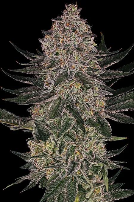 Super Boof protagoniza el espectáculo de la variedad del año