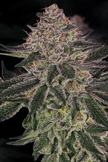 Super Boof protagoniza el espectáculo de la variedad del año