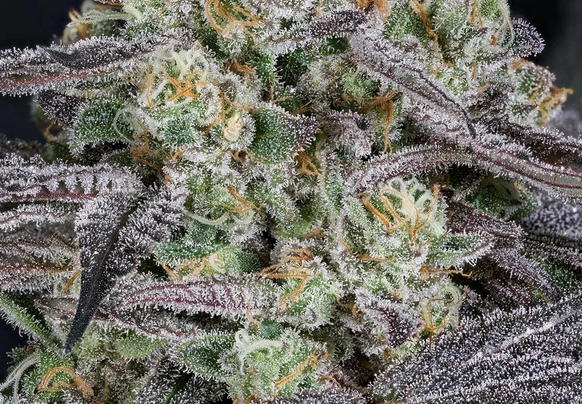 Super Lemon Haze × RS11