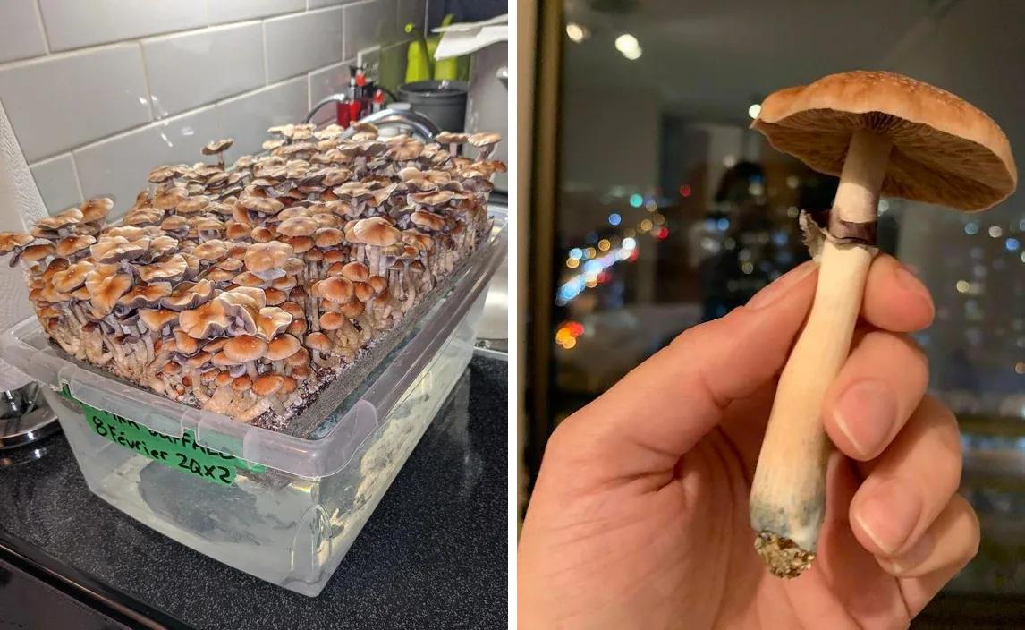 Pink Buffalo: el mito tailandés detrás de un cubensis global