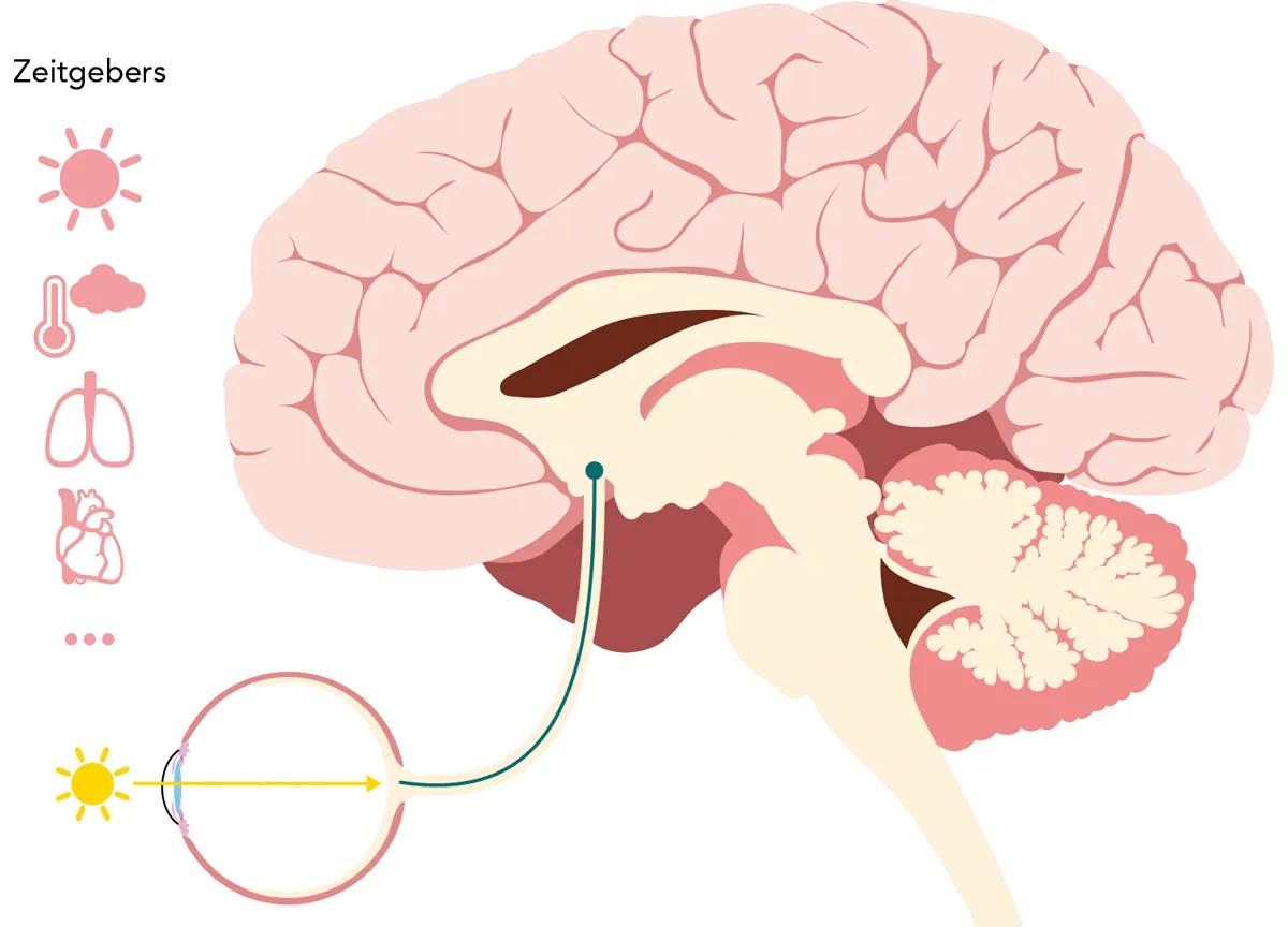 Sección encefálica mostrando los circuitos de la vigilia, sueño REM y sueño profundo.