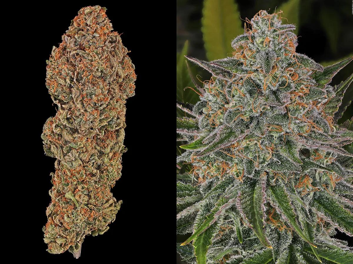 Biscotti Barney's Farm