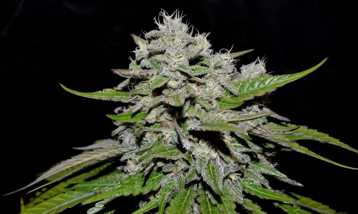 Neville’s Rose Auto de Delicious Seeds 