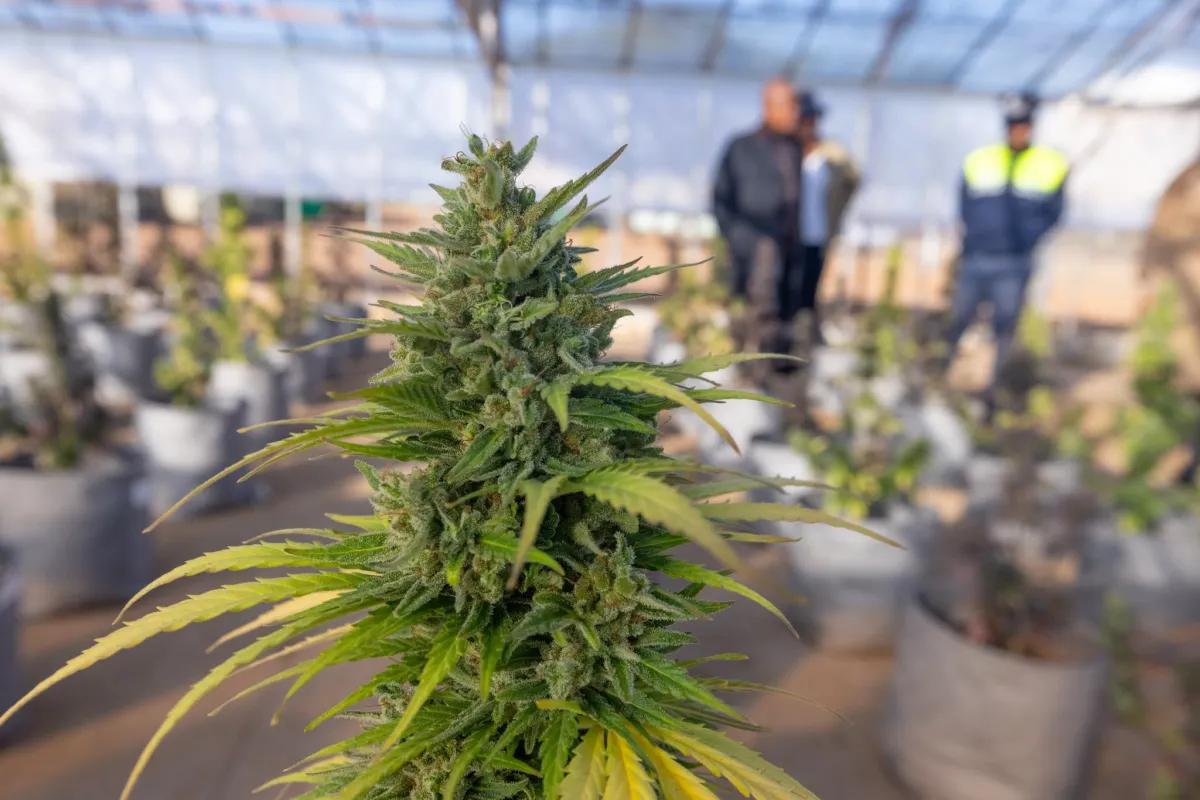 Botsuana prepara el terreno para cultivar cáñamo industrial