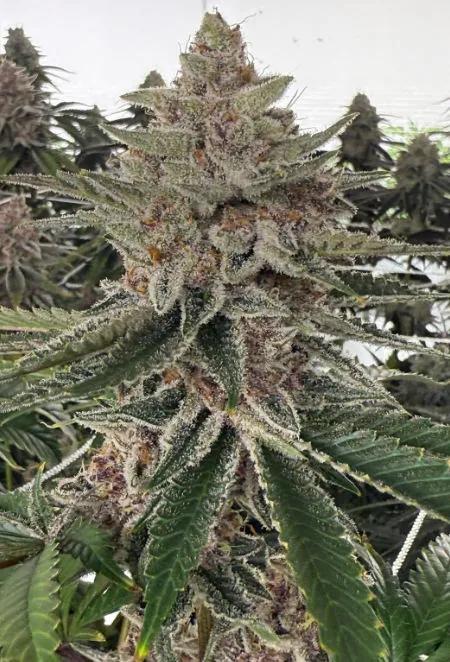 Perla Negra de Exclusive Seeds Bank