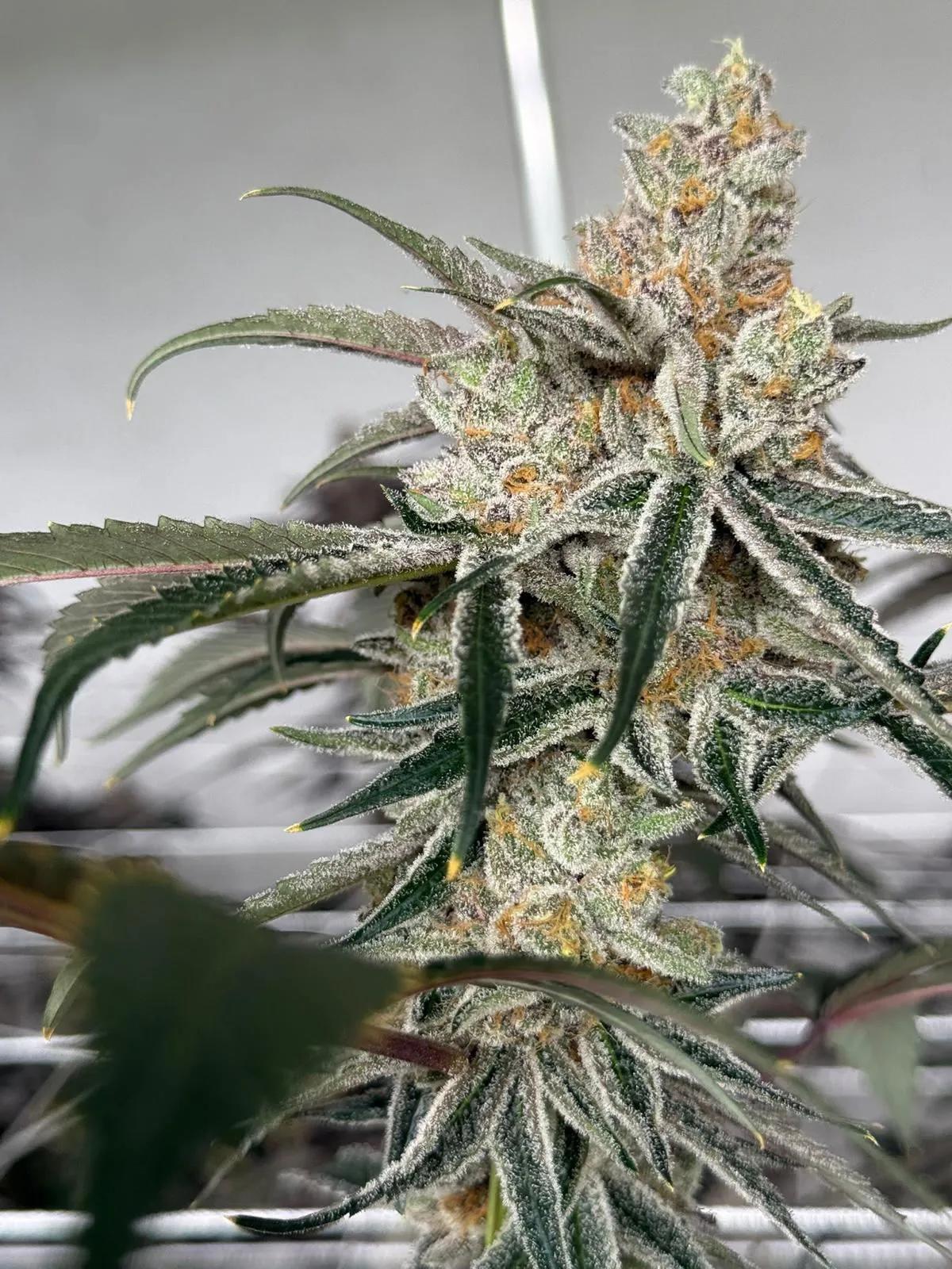 Nuestra variedad de Exclusive Seeds Bank: Perla Negra