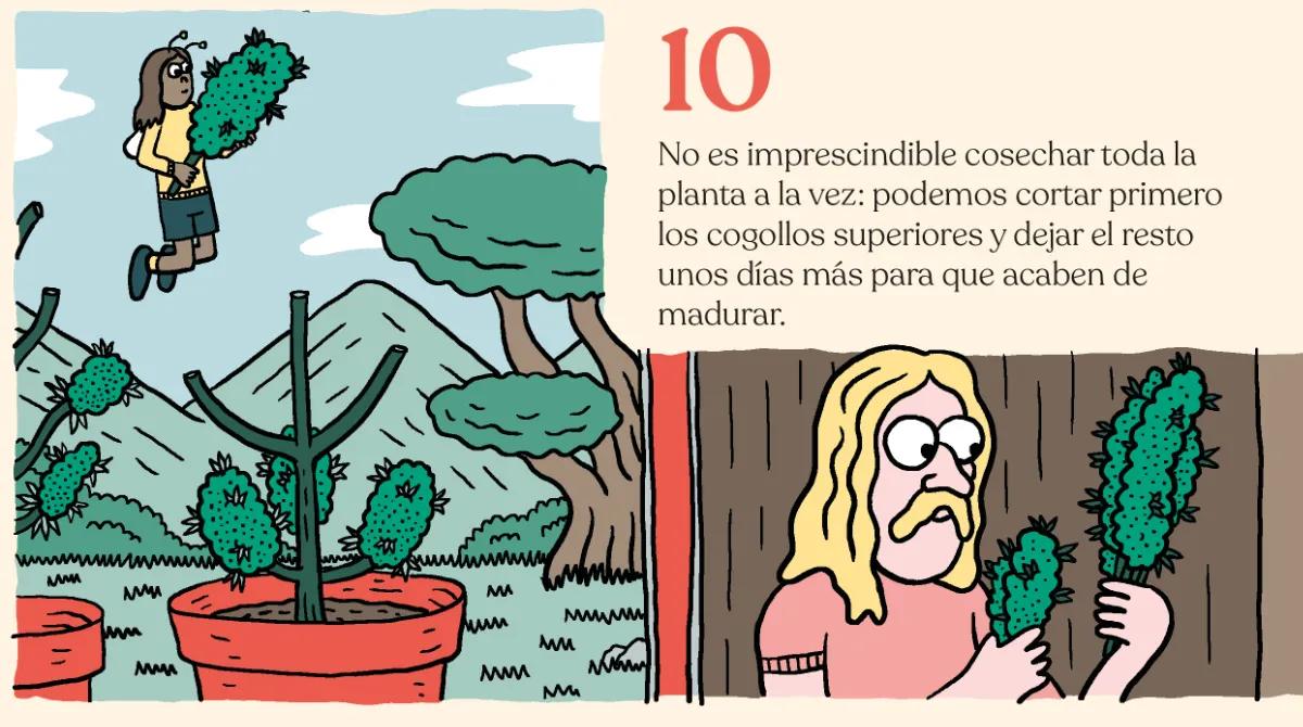 10.	No es imprescindible cosechar toda la planta a la vez: podemos cortar primero los cogollos superiores y dejar el resto unos días más para que acaben de madurar.