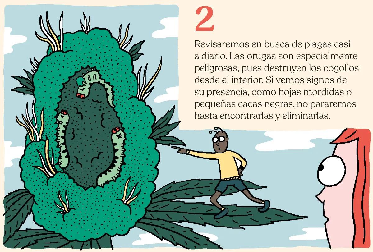 2.	Revisaremos en busca de plagas casi a diario. Las orugas son especialmente peligrosas, pues destruyen los cogollos desde el interior. Si vemos signos de su presencia, como hojas mordidas o pequeñas cacas negras, no pararemos hasta encontrarlas y eliminarlas. 