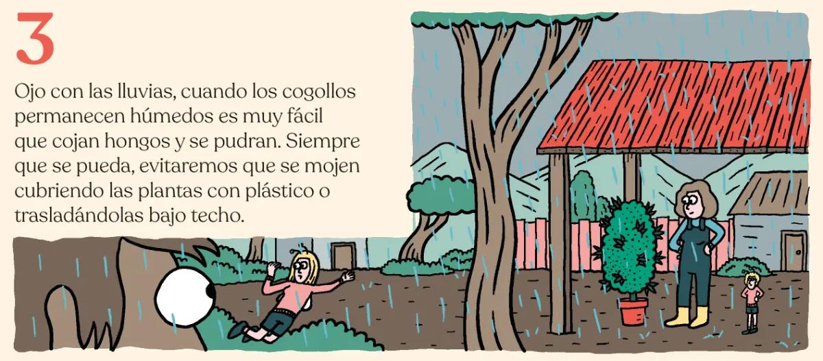 3.	Ojo con las lluvias, cuando los cogollos permanecen húmedos es muy fácil que cojan hongos y se pudran. Siempre que se pueda, evitaremos que se mojen cubriendo las plantas con plástico o trasladándolas bajo techo. 