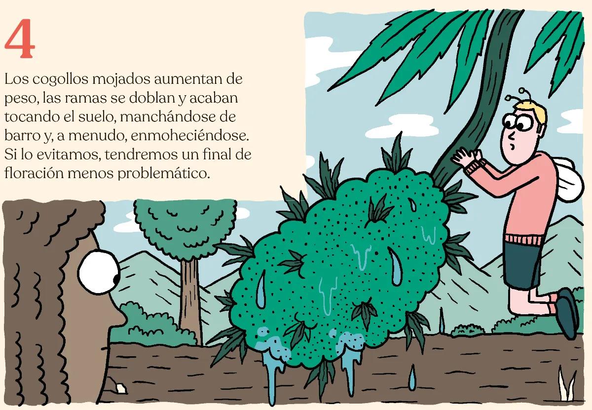 4.	Los cogollos mojados aumentan de peso, las ramas se doblan y acaban tocando el suelo, manchándose de barro y, a menudo, enmoheciéndose. Si lo evitamos, tendremos un final de floración menos problemático. 