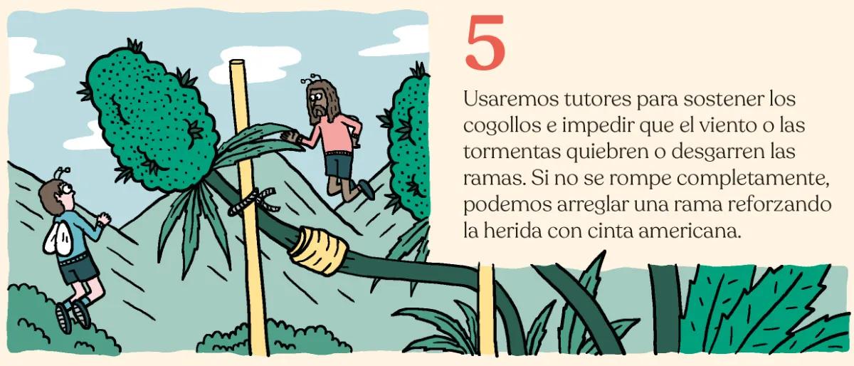 5.	Usaremos tutores para sostener los cogollos e impedir que el viento o las tormentas quiebren o desgarren las ramas. Si no se rompe completamente, podemos arreglar una rama reforzando la herida con cinta americana. 