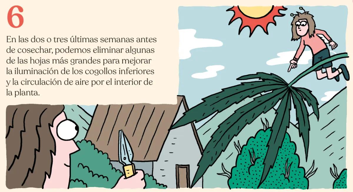 6.	En las dos o tres últimas semanas antes de cosechar, podemos eliminar algunas de las hojas más grandes para mejorar la iluminación de los cogollos inferiores y la circulación de aire por el interior de la planta. 