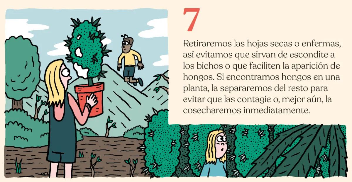 7.	Retiraremos las hojas secas o enfermas, así evitamos que sirvan de escondite a los bichos o que faciliten la aparición de hongos. Si encontramos hongos en una planta, la separaremos del resto para evitar que las contagie o, mejor aún, la cosecharemos inmediatamente. 