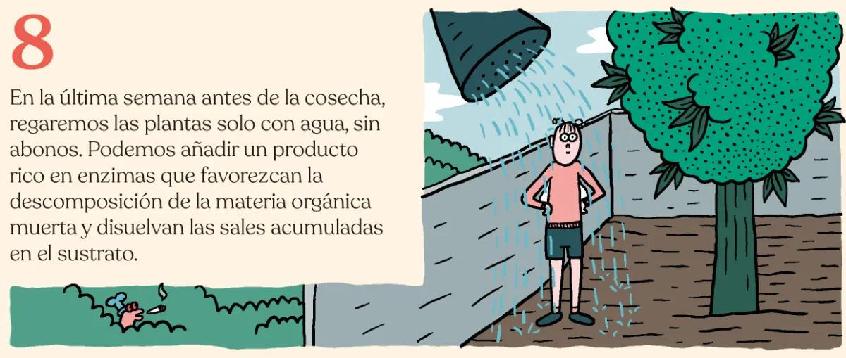 8.	En la última semana antes de la cosecha, regaremos las plantas solo con agua, sin abonos. Podemos añadir un producto rico en enzimas que favorezcan la descomposición de la materia orgánica muerta y disuelvan las sales acumuladas en el sustrato. 