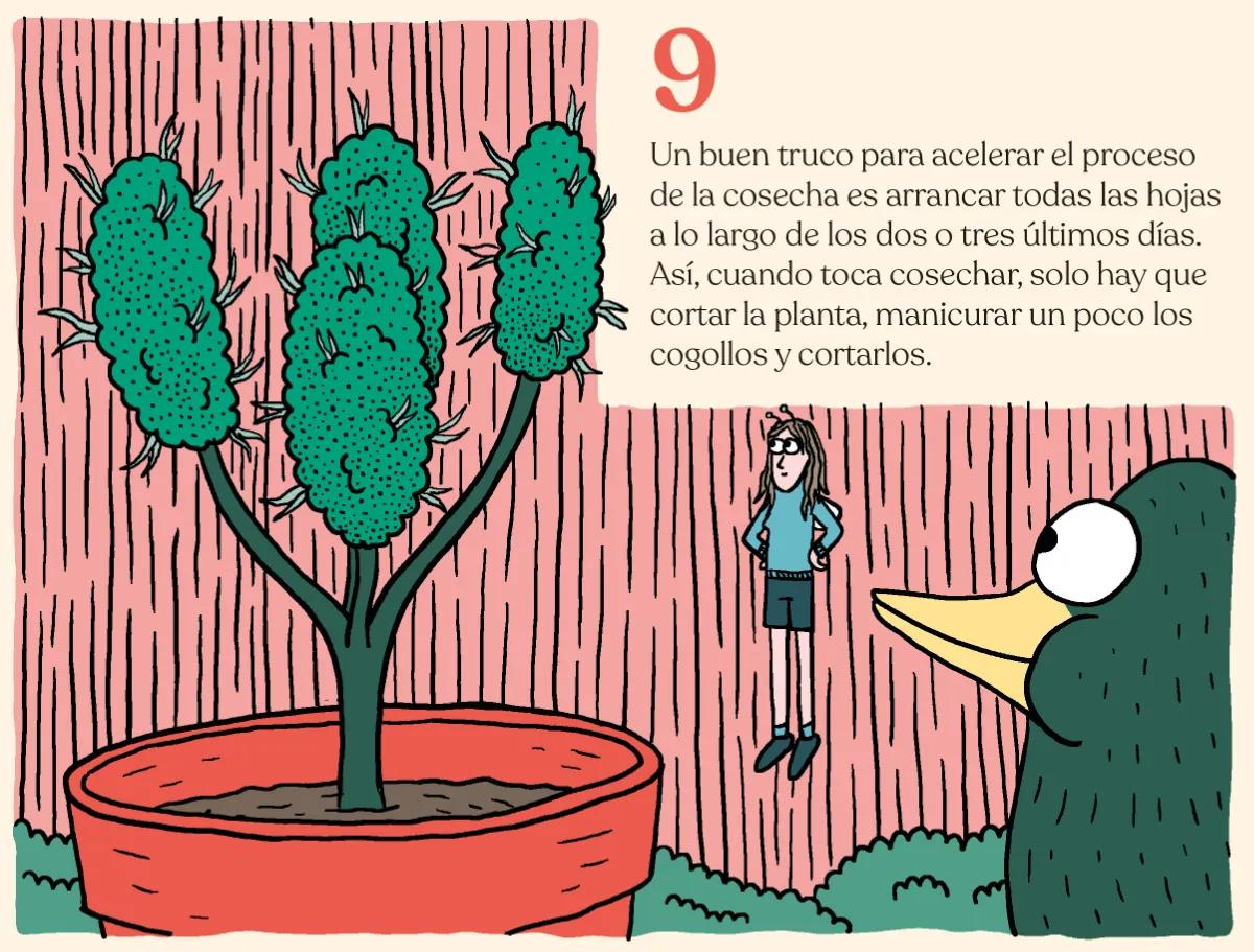 9.	Un buen truco para acelerar el proceso de la cosecha es arrancar todas las hojas a lo largo de los dos o tres últimos días. Así, cuando toca cosechar, solo hay que cortar la planta, manicurar un poco los cogollos y cortarlos. 