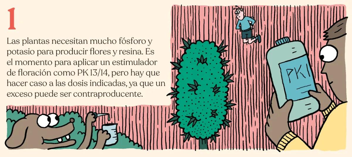 1.	Las plantas necesitan mucho fósforo y potasio para producir flores y resina. Es el momento para aplicar un estimulador de floración como PK 13/14, pero hay que hacer caso a las dosis indicadas, ya que un exceso puede ser contraproducente. 