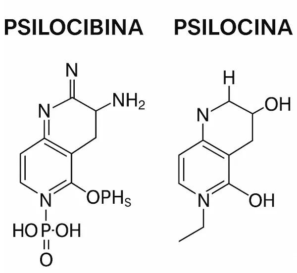 Un ensayo compara los efectos de la psilocina y psilocibina en humanos