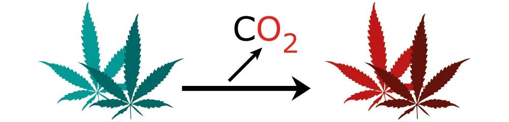 Descarboxilación de cannabinoides