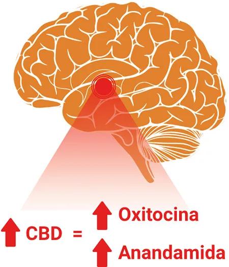 Cannabis y oxitocina: la “hormona del amor” 
