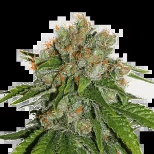 Amnesia Auto