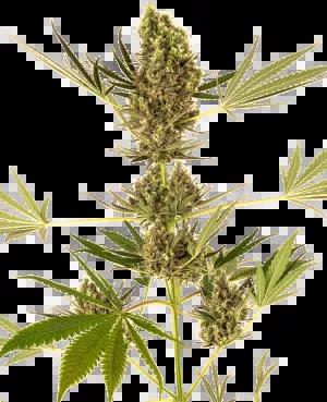 Auto CBD Alpine Delight (antes Sensi #41)