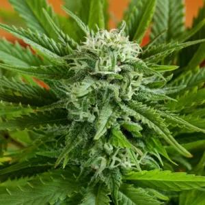 Auto Pineapple Express G13 Labs