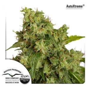 Autoxtreme