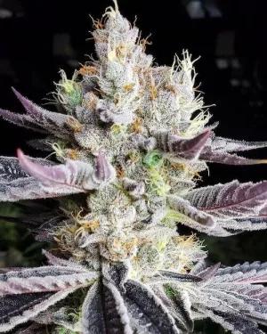 Booberry Cookies Rbx
