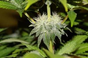 Bubba Kush Seedsman
