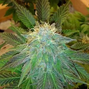 Bubblelicious Auto