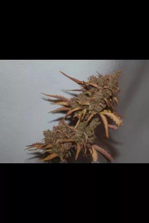 Candy Dawg Auto