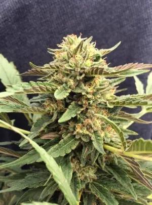 CBD Therapy 