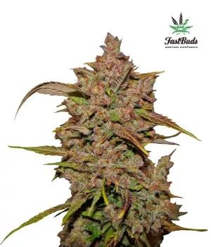 Crystal Meth Auto