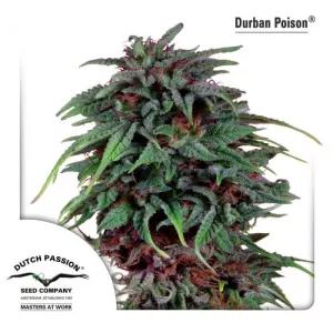 Durban Poison Regular