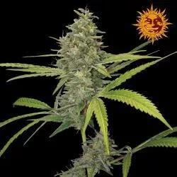 G13 Haze Reg.