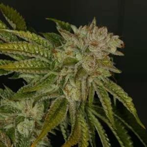 Mk-Ultra - Fem