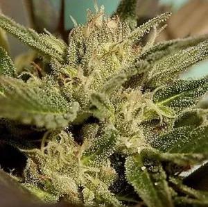 Mr Jekyll Kush
