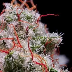 Peach Crescendo Auto RF3