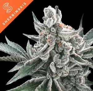 Polar Gelato Auto by Sherbinskis