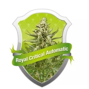 Royal Critical Auto 